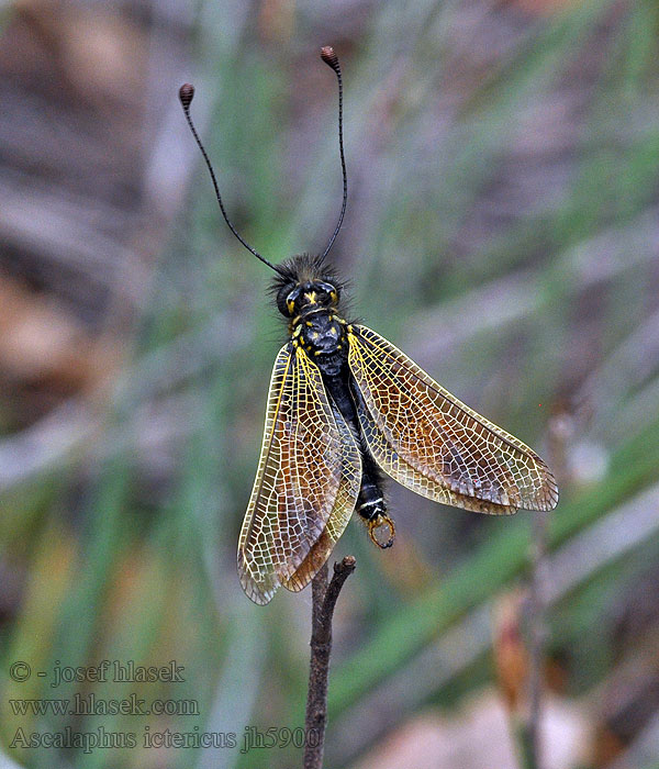 Ascalaphus ictericus