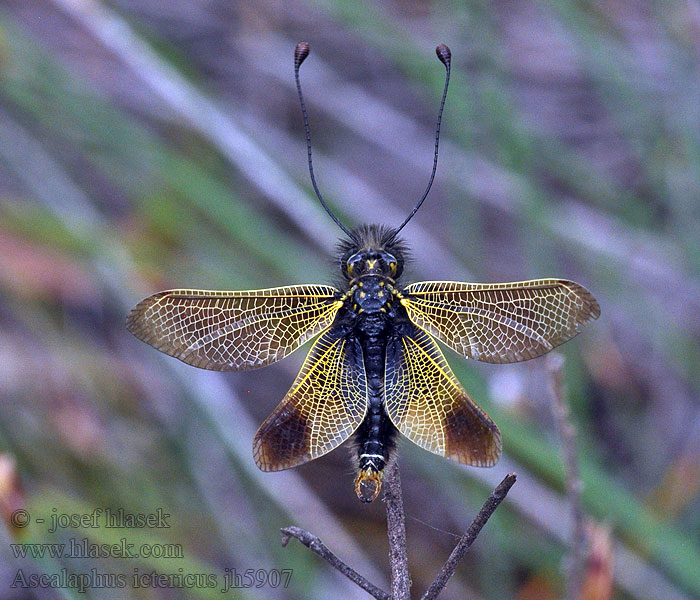 Ascalaphus ictericus