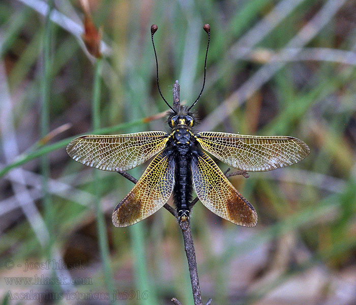 Ascalaphus ictericus