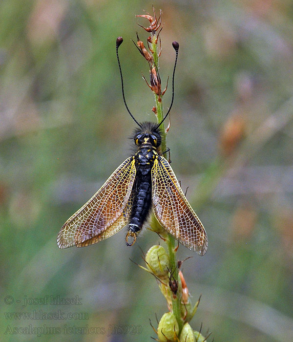 Ascalaphus ictericus