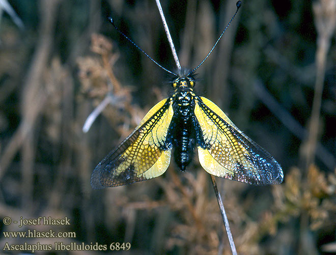 Ascalaphus libelluloides Ascalaphe soufré commun