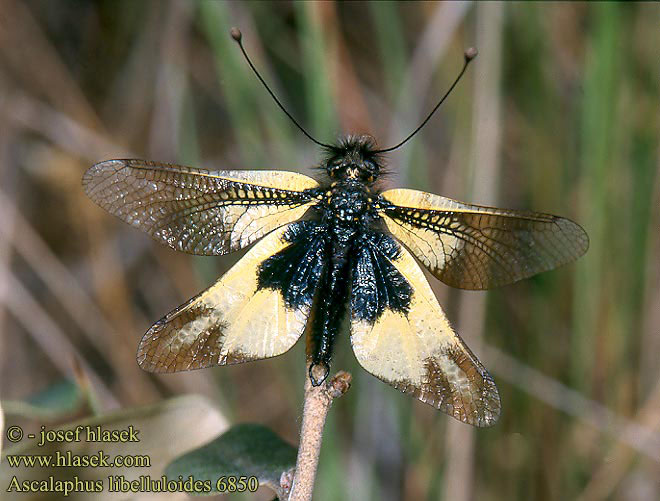 Ascalaphus libelluloides Ascalafo solforato