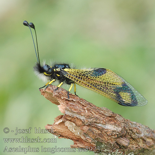 Ascalaphus Libelloides longicornis Owlfly Ascalaphid