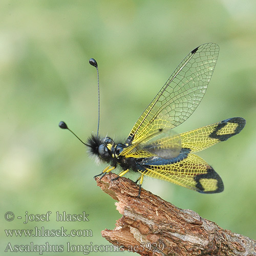 Ascalaphus longicornis Ascalaphe ambré L'ascalaphe commun