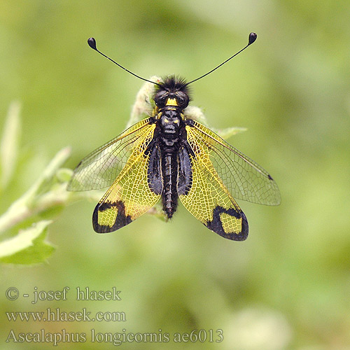 Ascalaphus longicornis Latreille Ploskoroh Ascaláfido falsa