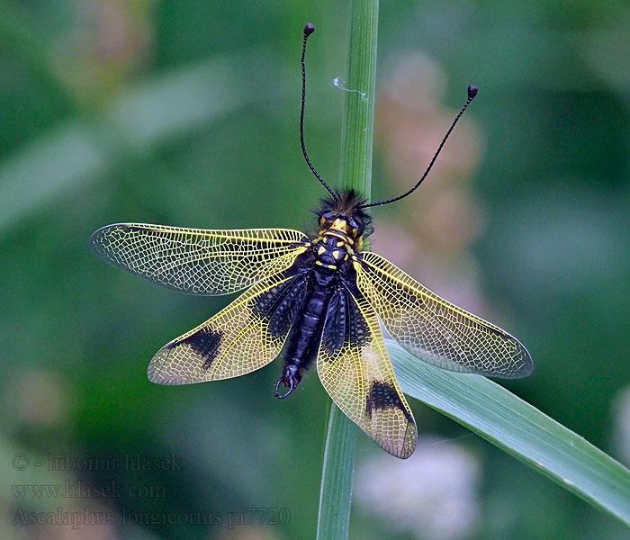 Ascalaphus longicornis