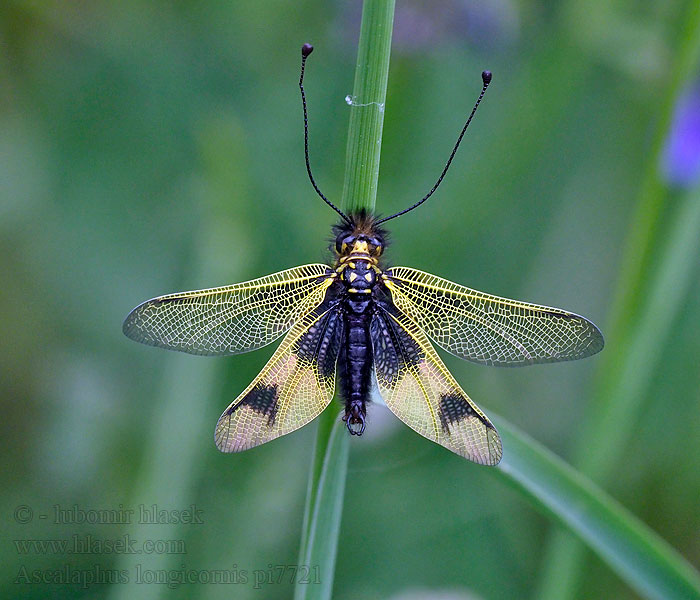 Ascalaphus longicornis