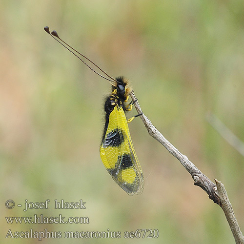 Ascalaphus Libelloides macaronius Owlfly Ascalaphid Owl-fly