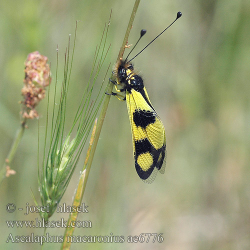 Ascalaphus macaronius Ascalaphe Bastaardlibel Rablópille