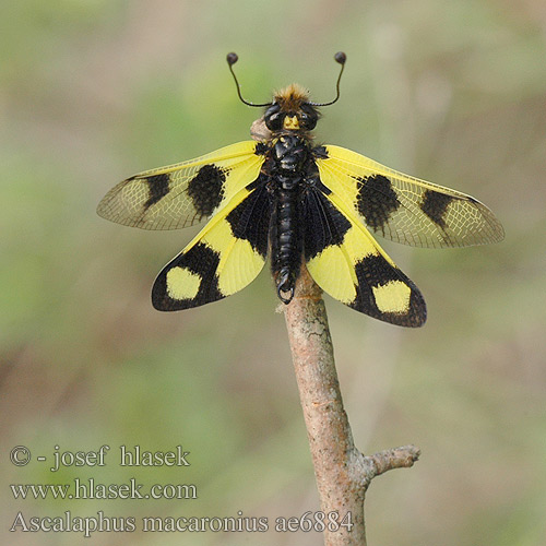 Ascalaphus macaronius Brauner Schmetterlingshaft