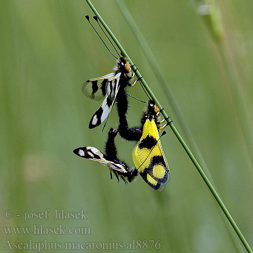 Owlfly Ascalaphid Owl-fly Ploskoroh škvrnitokrídly