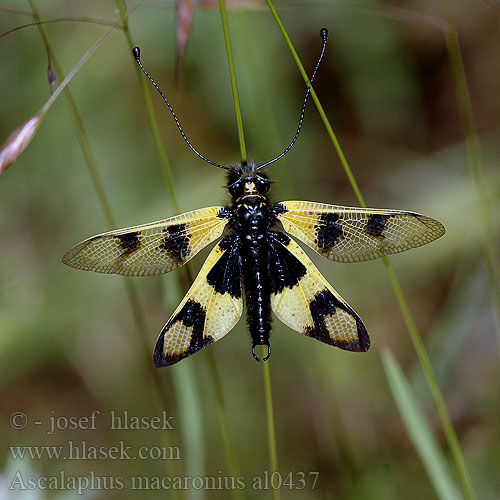 Ascalaphus macaronius Libelloides Owlfly Ascalaphid