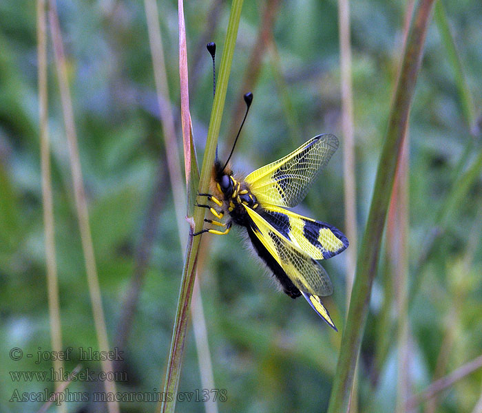 Ascalaphus macaronius