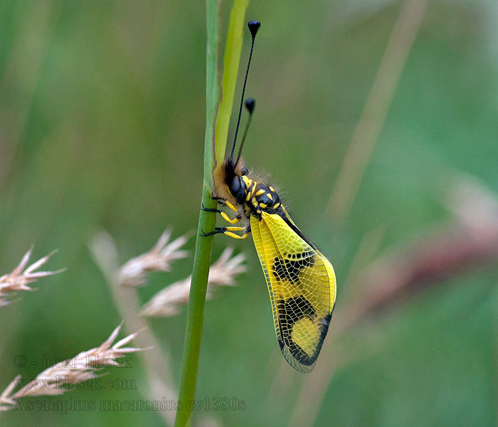 Ascalaphus macaronius