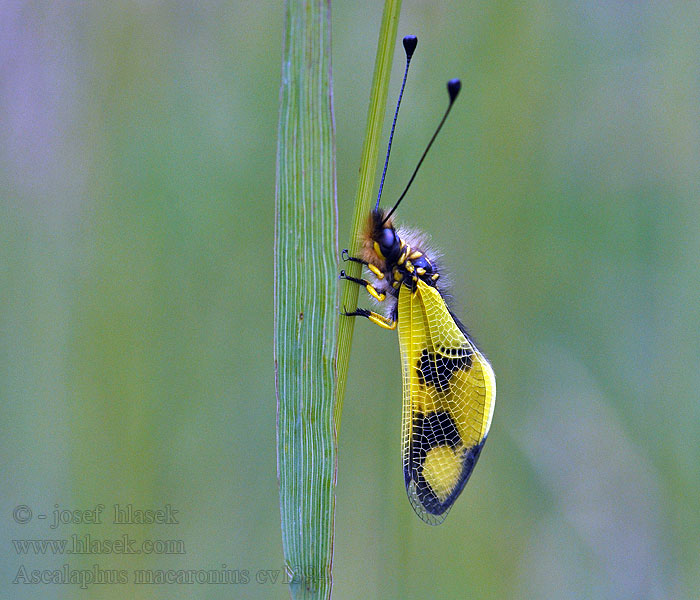 Ascalaphus macaronius