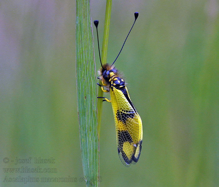 Ascalaphus macaronius