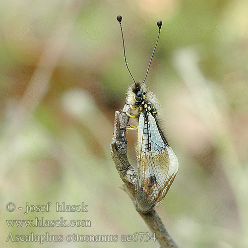 Ascalaphus Libelloides ottomanus Ascalaphe fausse libellule Ploskoroh