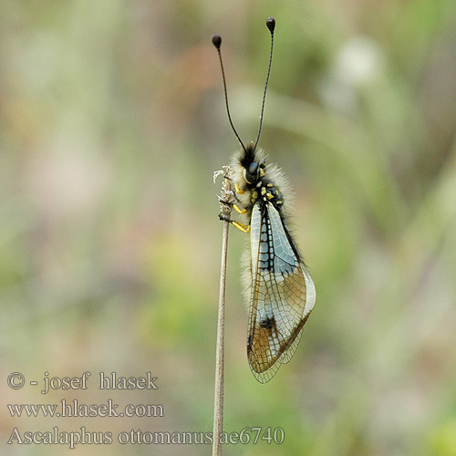 Ascalaphus ottomanus Ascalaphe fausse libellule Ploskoroh