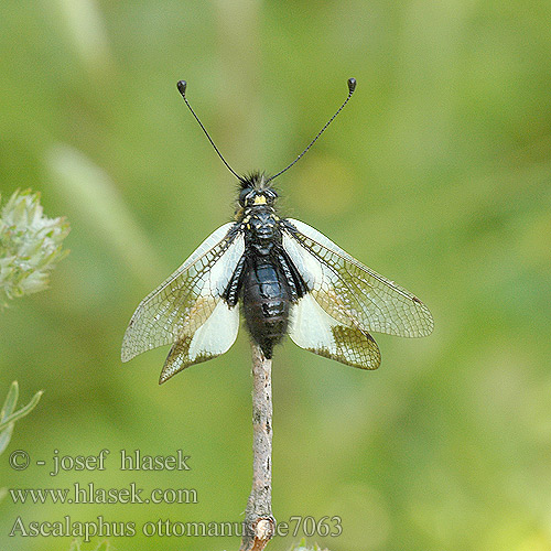 Ascalaphus ottomanus libellule Ploskoroh