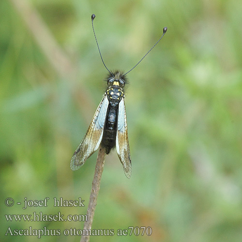 Ascalaphus Libelloides ottomanus Ascalaphe fausse libellule