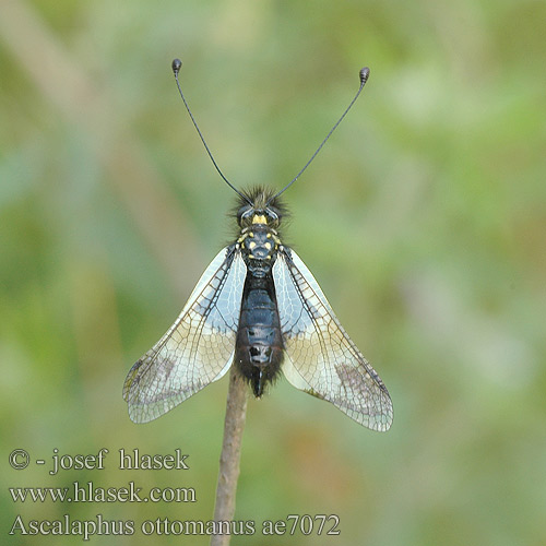 Ascalaphus Libelloides ottomanus Ascalaphe fausse libellule