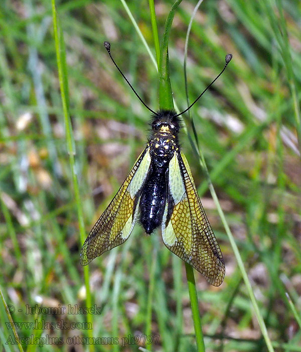 Ascalaphus ottomanus