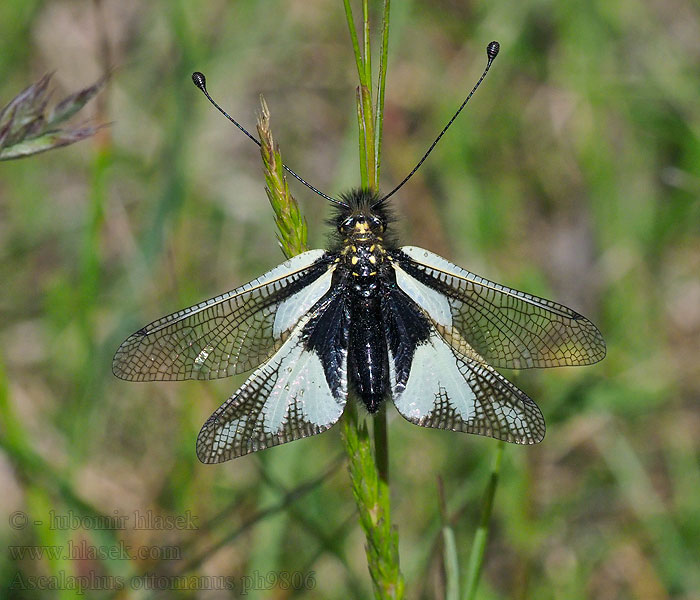 Ascalaphus ottomanus