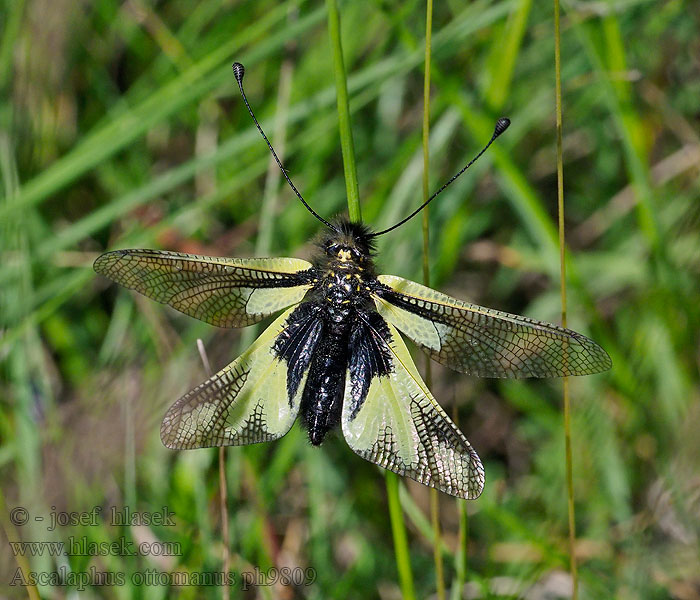 Ascalaphus ottomanus Libelloides lacteus