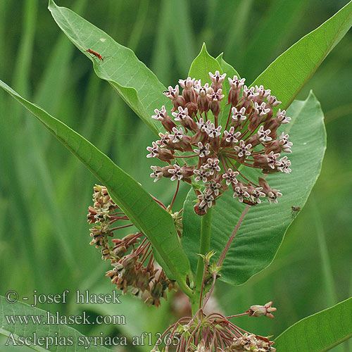 Asclepias syriaca Syrische Seidenpflanze Ceara albinei