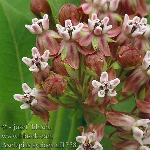 Asclepias syriaca Klejicha hedvábná Asclépiade commune Zijdeplant