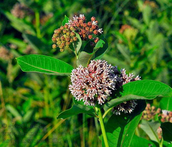 Klejicha hedvábná Asclepias syriaca