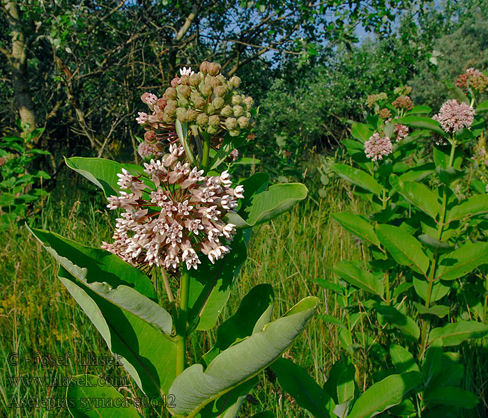 Glejovka americká Sirska svilnica Asclepias syriaca