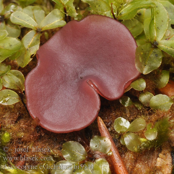 Ascocoryne cylichnium Pezize cupulée Čihovitka větší