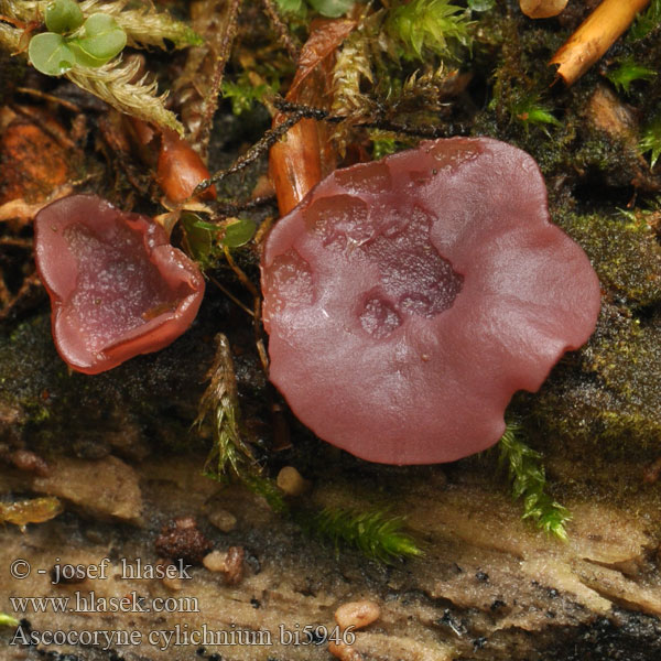 Ascocoryne cylichnium bi5946