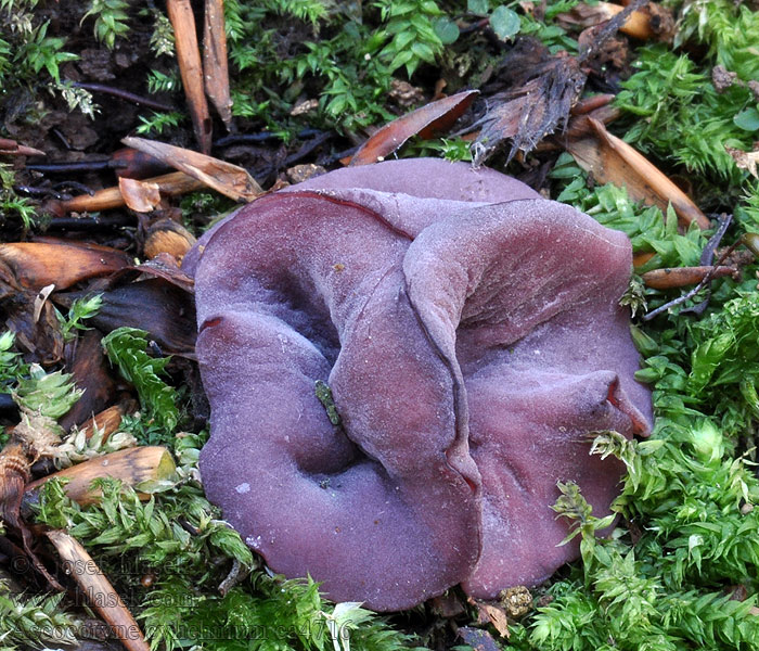 Ascocoryne cylichnium Vrtidlovka veľkovýtrusná