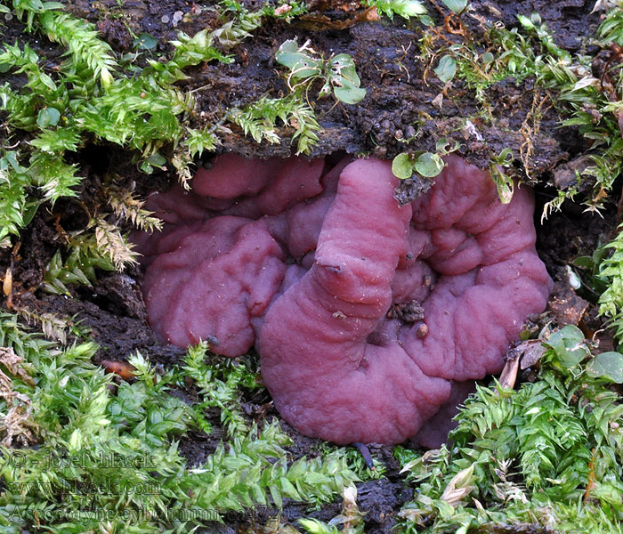 Ascocoryne cylichnium Vijoličasta želatinka