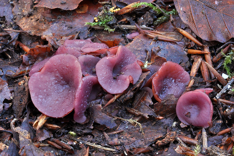 Ascocoryne cylichnium Stor geléskå