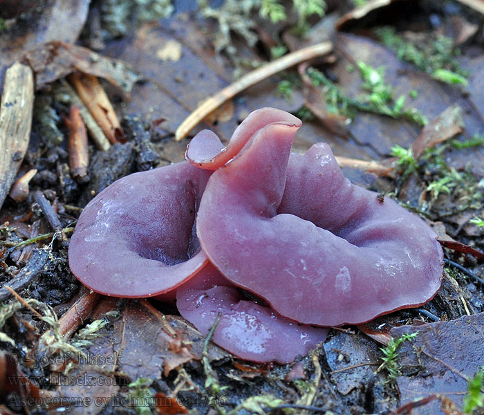 Čihovitka větší Ascocoryne cylichnium