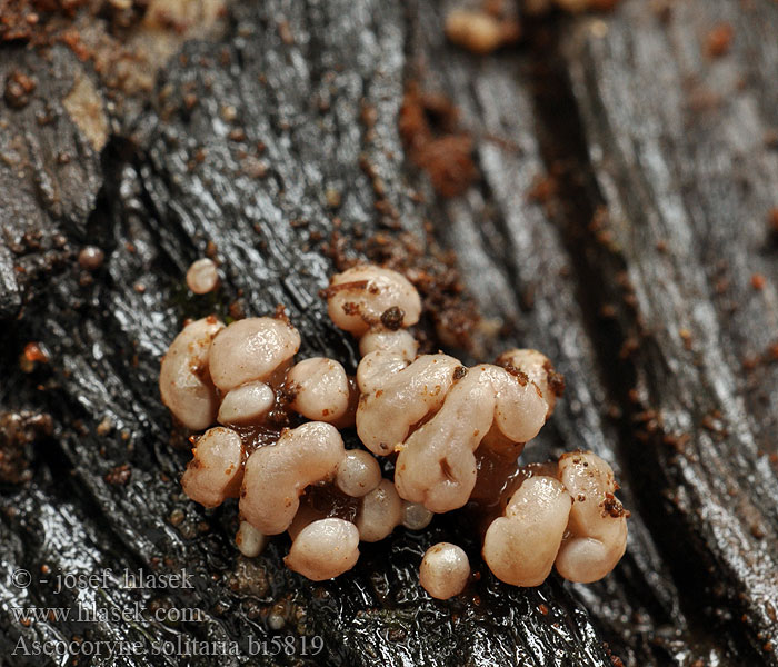 Ascocoryne solitaria Coryne Gallertbecher Vrtidlovka belavá