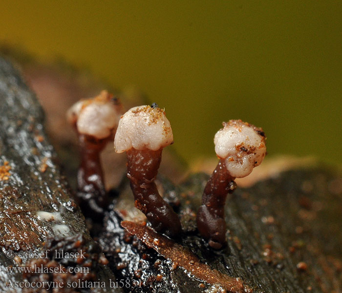 Ascocoryne solitaria Coryne Gallertbecher Vrtidlovka belavá