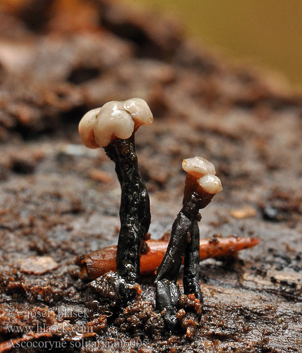 Vrtidlovka belavá Ascocoryne solitaria Coryne Gallertbecher