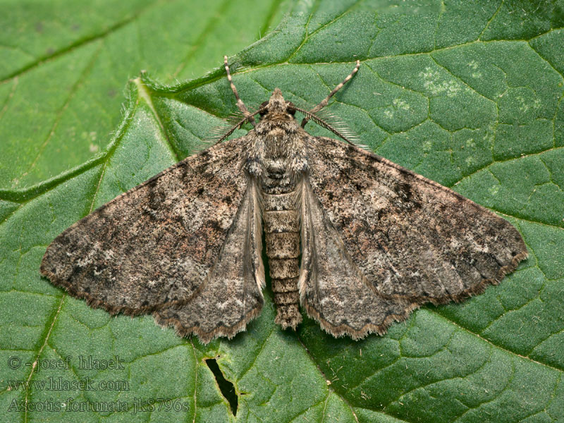 Ascotis fortunata