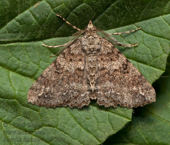 Ascotis fortunata