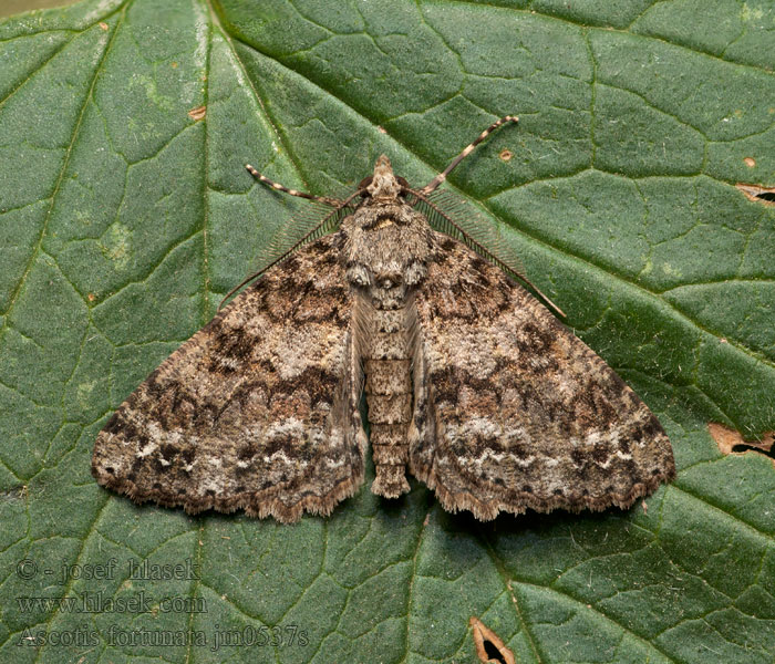 Ascotis fortunata