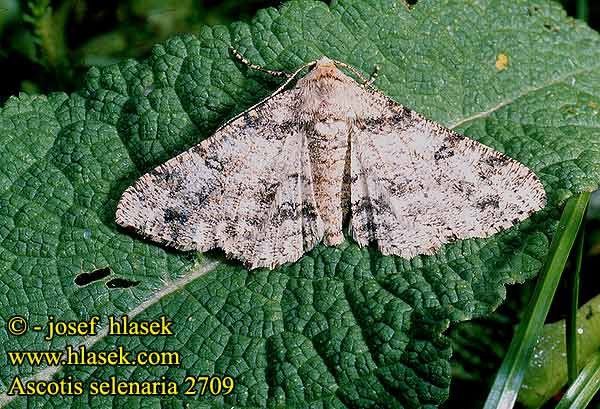 Ascotis selenaria Boarmia Schlehenhecken-Grauspanner