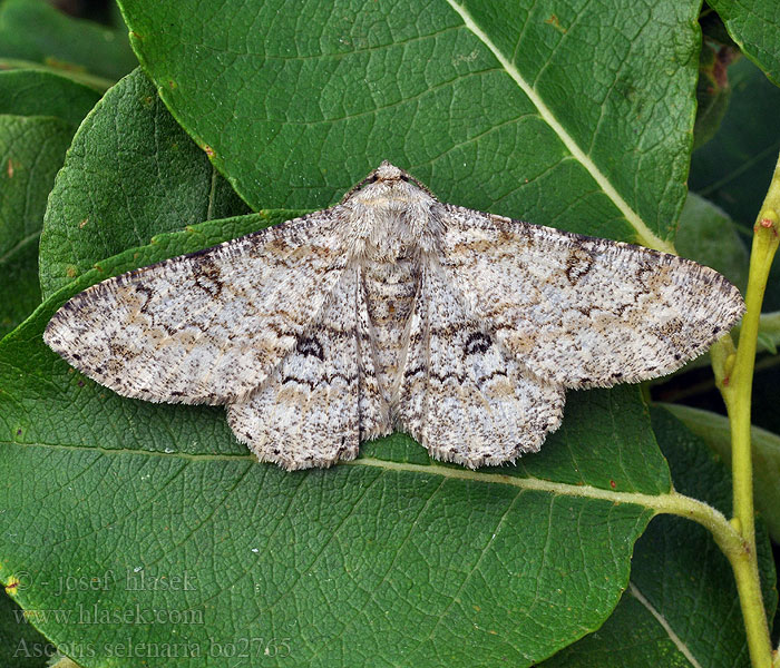 Ascotis selenaria Boarmia Boarmie lunulée Schlehenhecken-Grauspanne