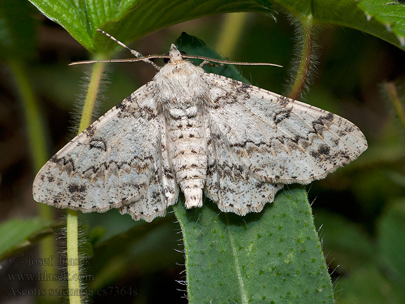 Schlehenhecken-Grauspanner Ascotis selenaria