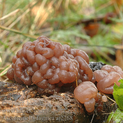 Ascotremella faginea aj2768