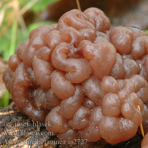 Ascotremella faginea Ascotrémelle hêtre Violet Bævreskive