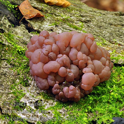 Buchenschlauchzitterpilz Buchen-schlauchzitterpilz Schlauch-Zitterling